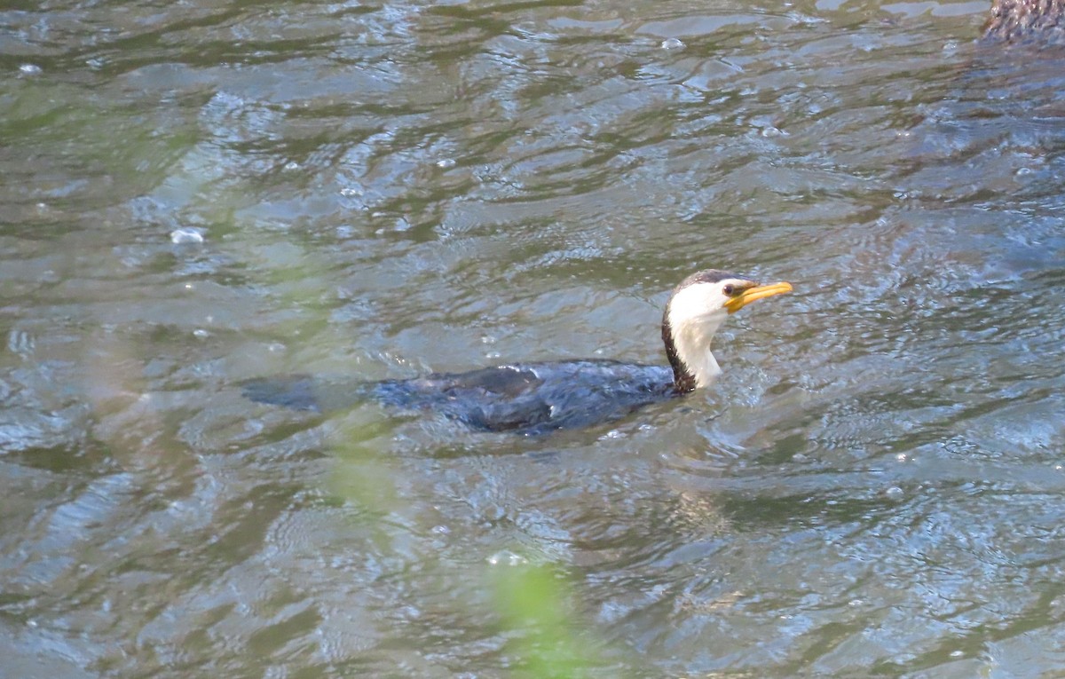 Little Pied Cormorant - Thomas Brooks