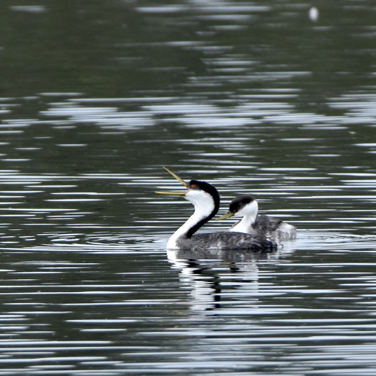 Western Grebe - ML609468599