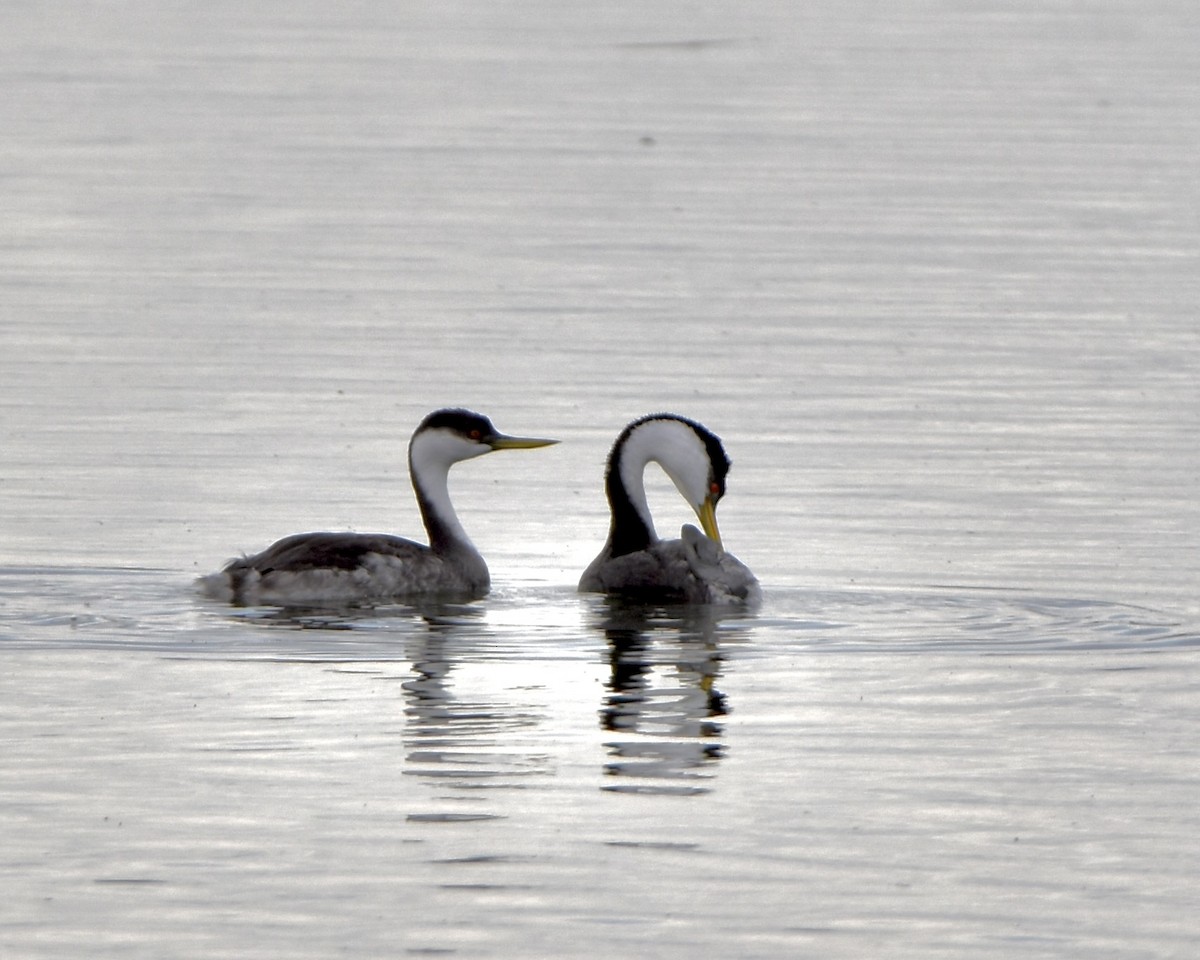 Western Grebe - ML609468600