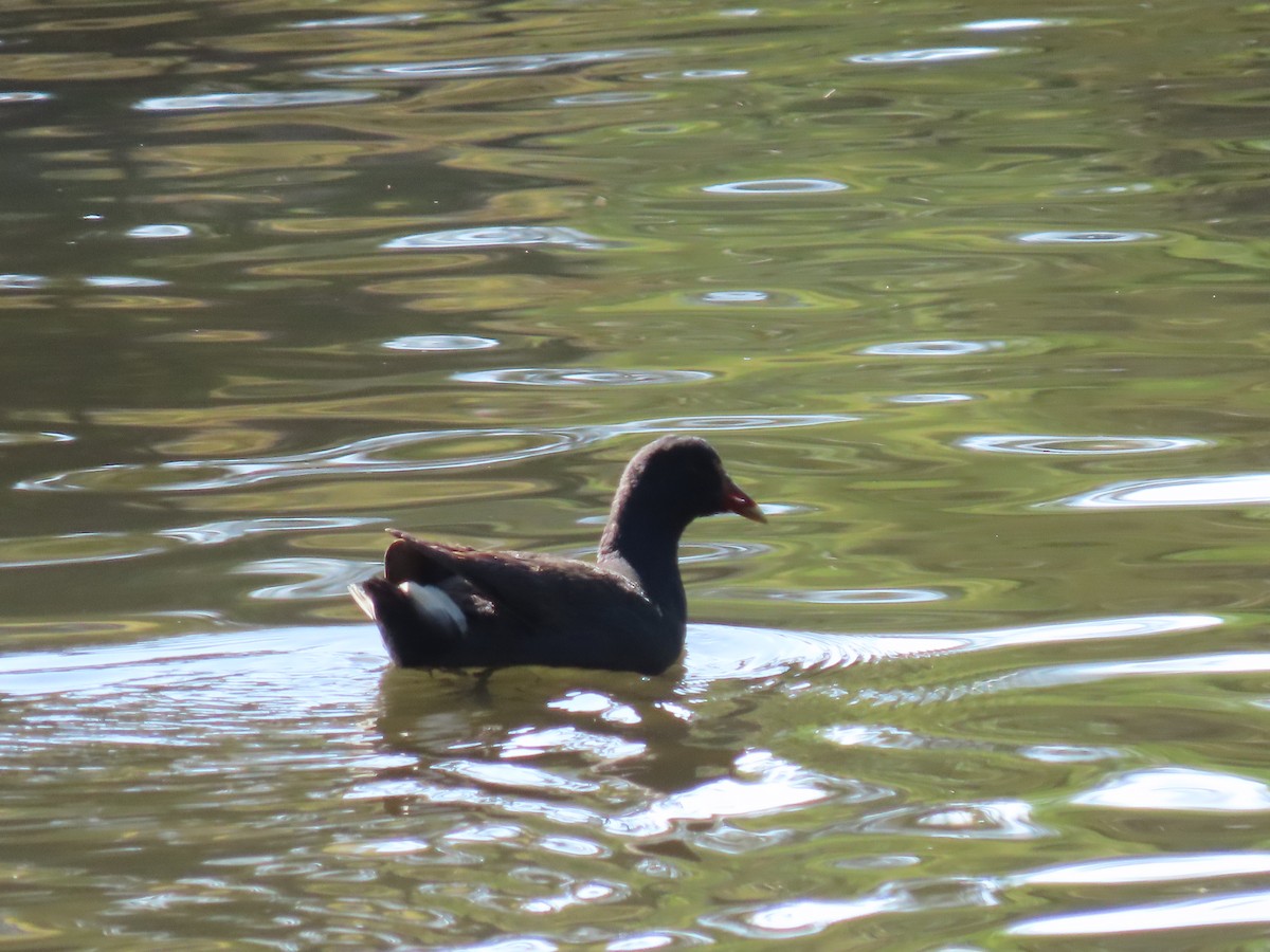 Dusky Moorhen - ML609468618