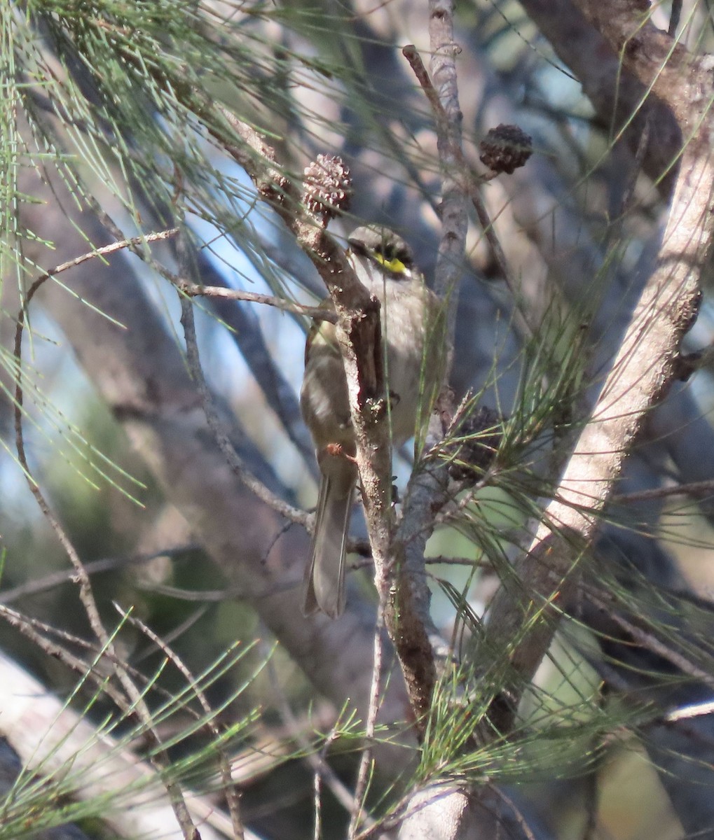 Yellow-faced Honeyeater - ML609468671