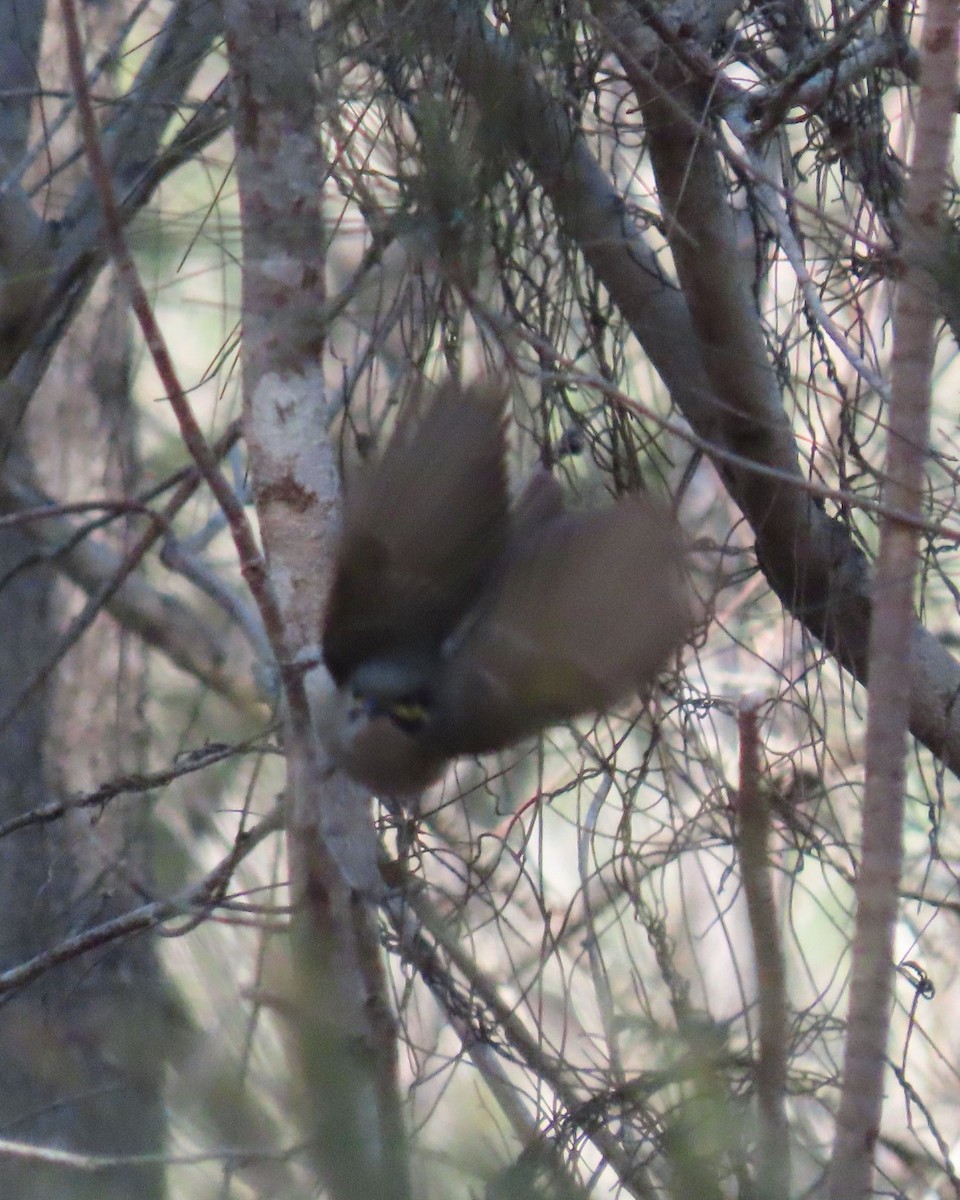 Yellow-faced Honeyeater - ML609468674