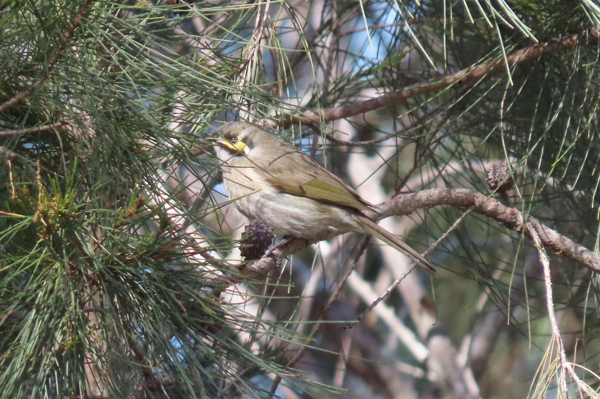 Yellow-faced Honeyeater - ML609468676