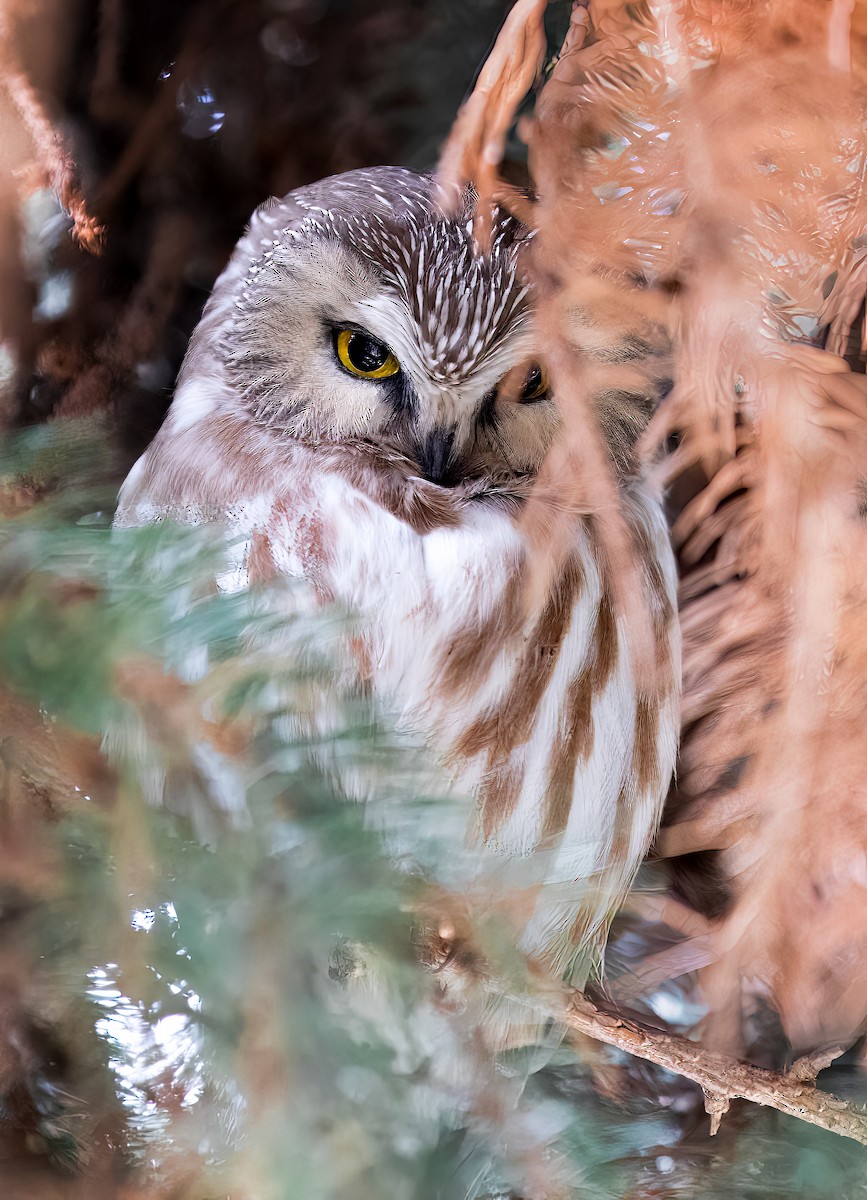 Northern Saw-whet Owl - ML609468694