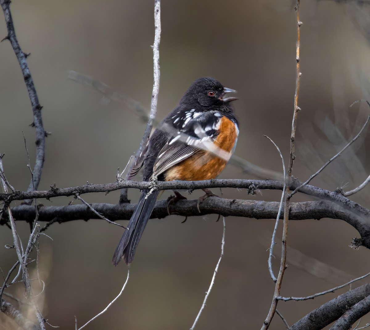 Spotted Towhee - ML609468701