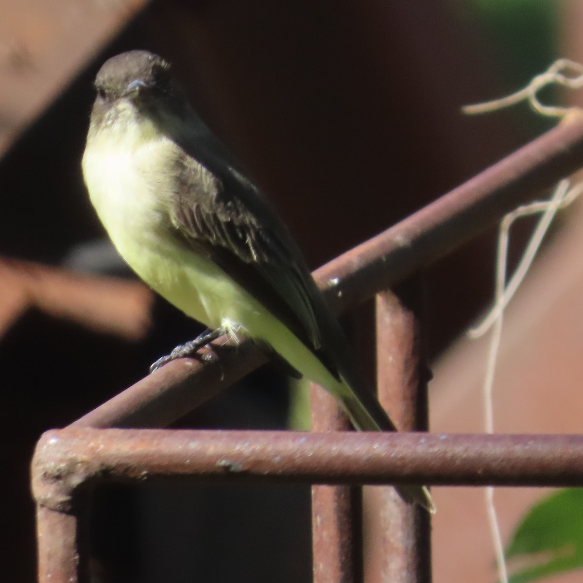 Eastern Phoebe - ML609468722