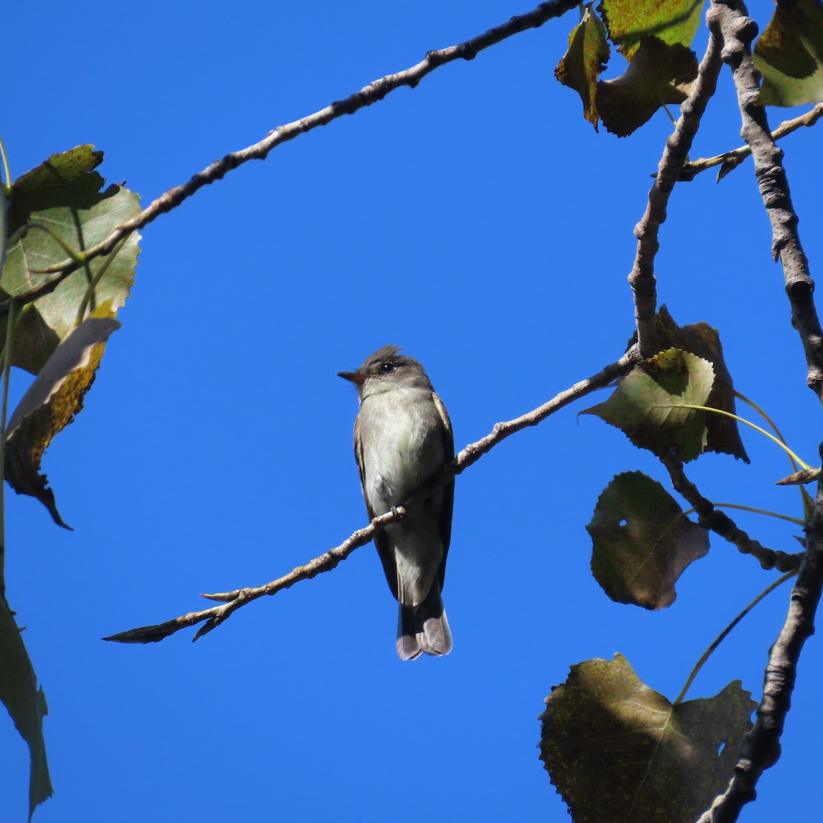 Eastern Wood-Pewee - ML609468725