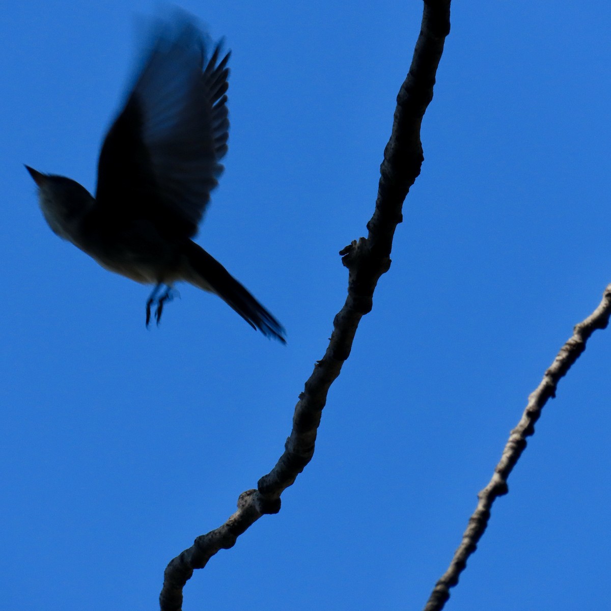 Eastern Wood-Pewee - ML609468729