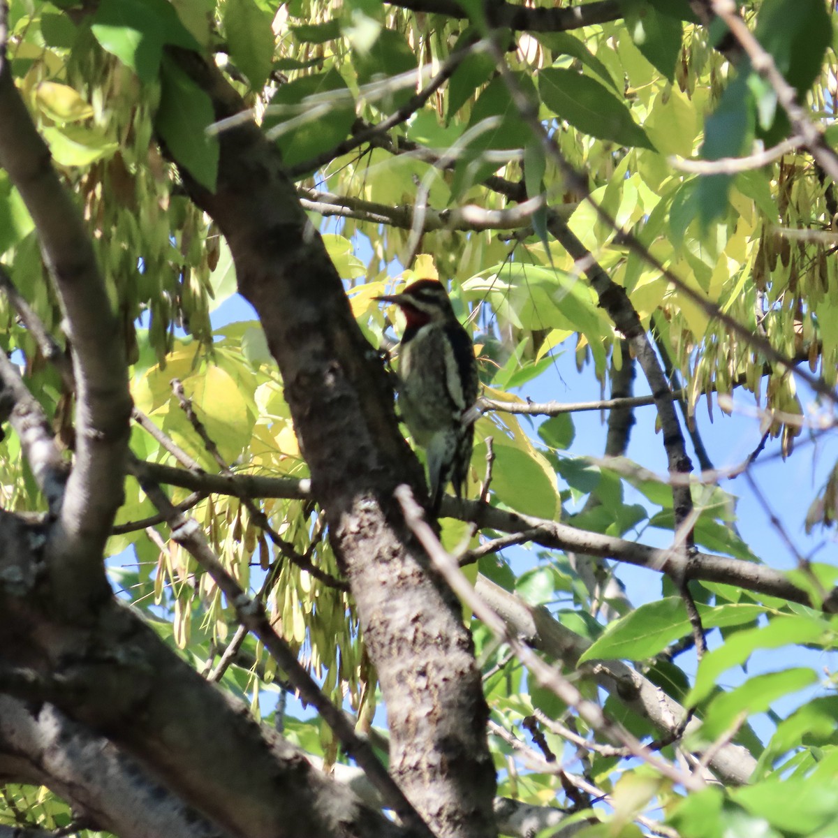 Yellow-bellied Sapsucker - ML609468738