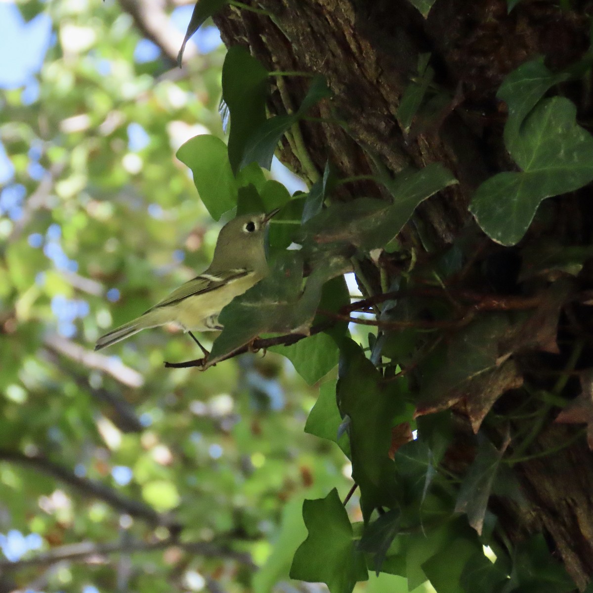 Ruby-crowned Kinglet - ML609468742