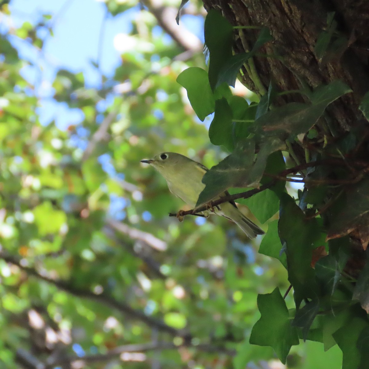 Ruby-crowned Kinglet - ML609468746