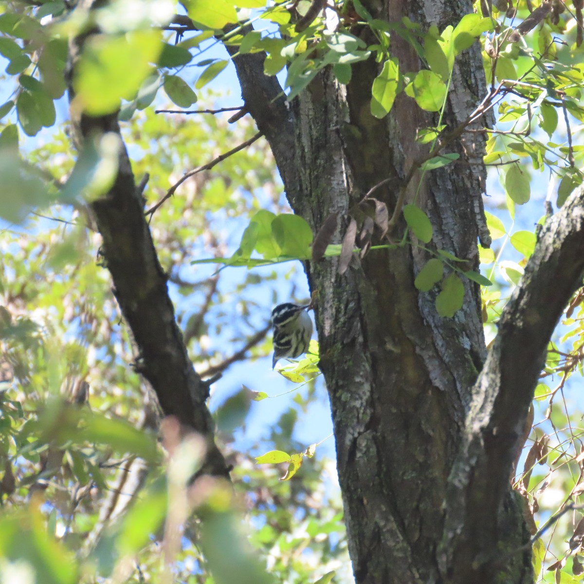 Black-and-white Warbler - ML609468750