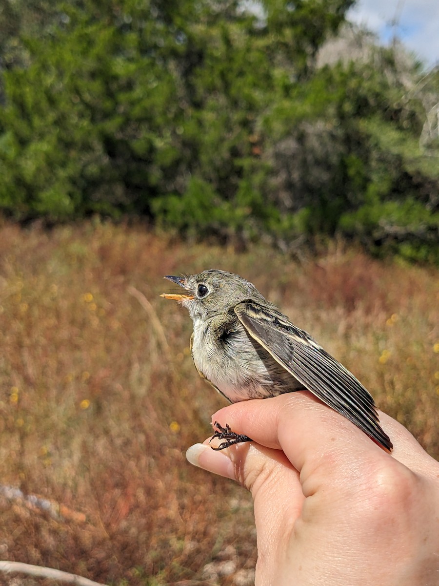 Least Flycatcher - ML609468786