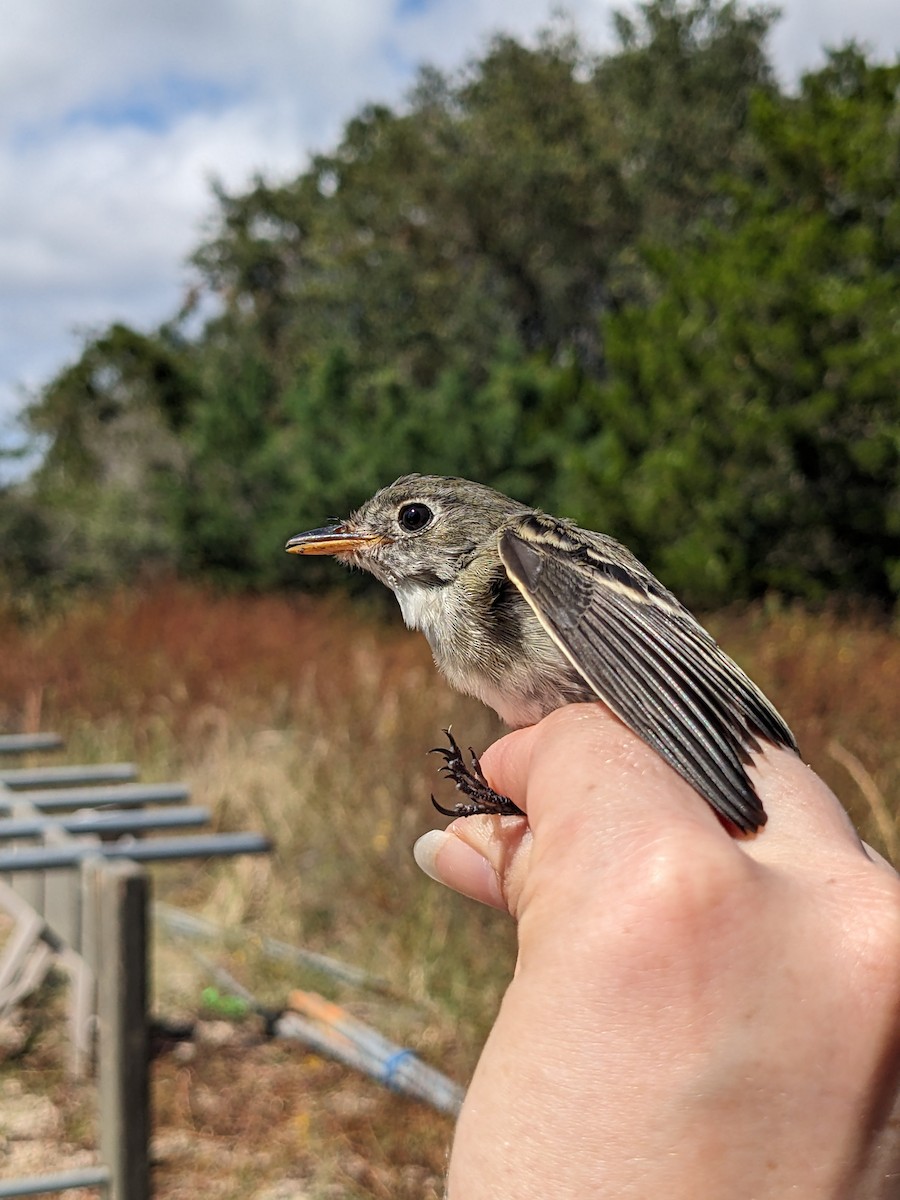 Least Flycatcher - ML609468789