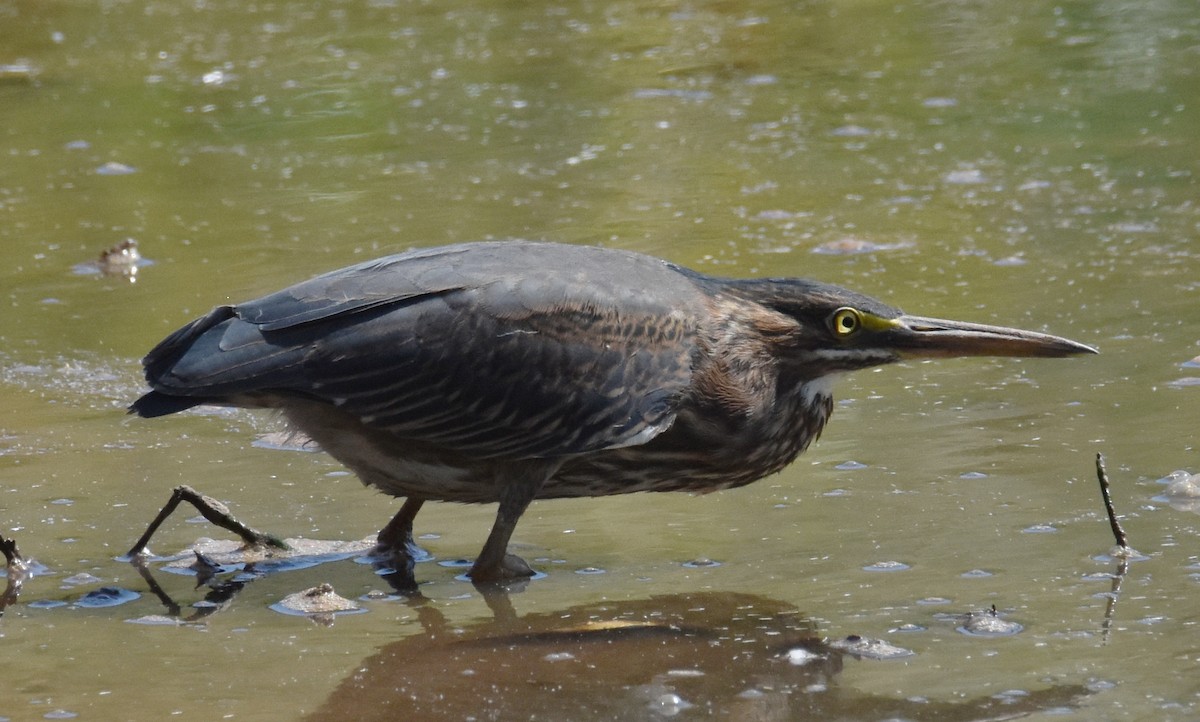 Green Heron - ML609468842