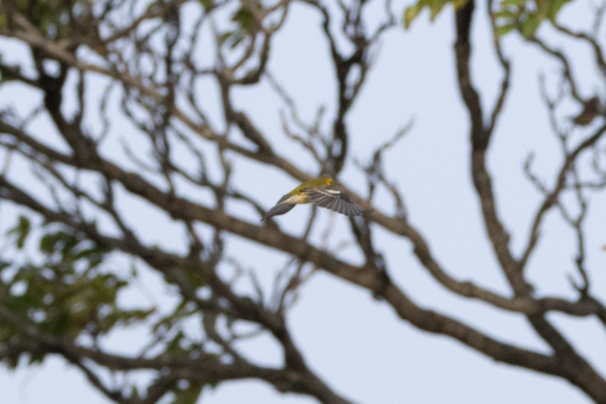 Black-throated Green Warbler - ML609468964