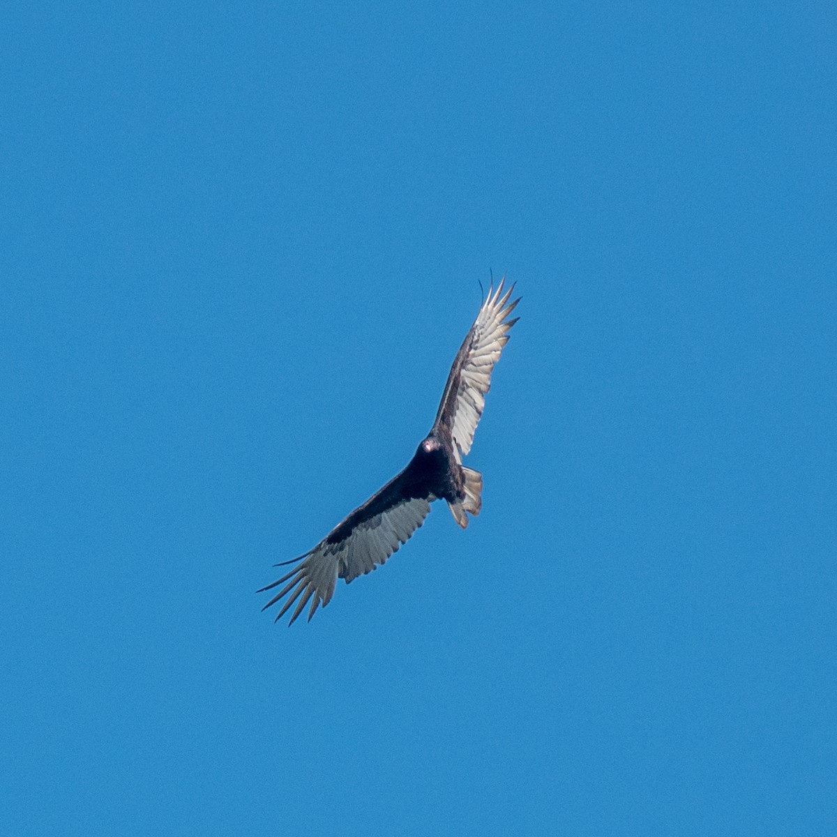 Turkey Vulture - ML609468978