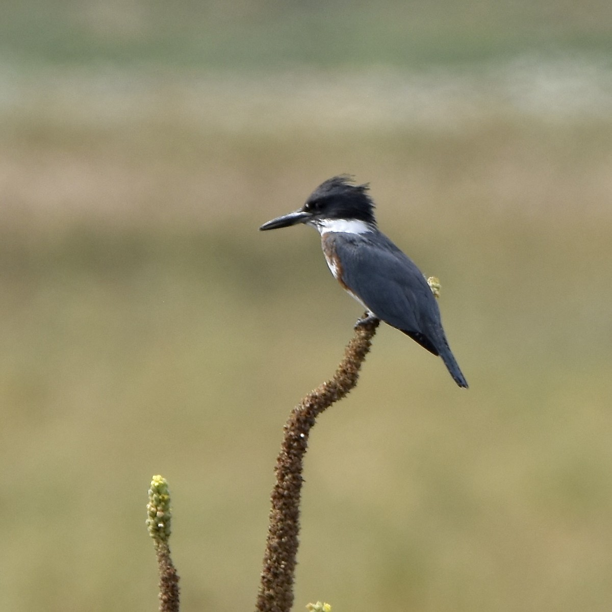 Belted Kingfisher - Julie Doerr