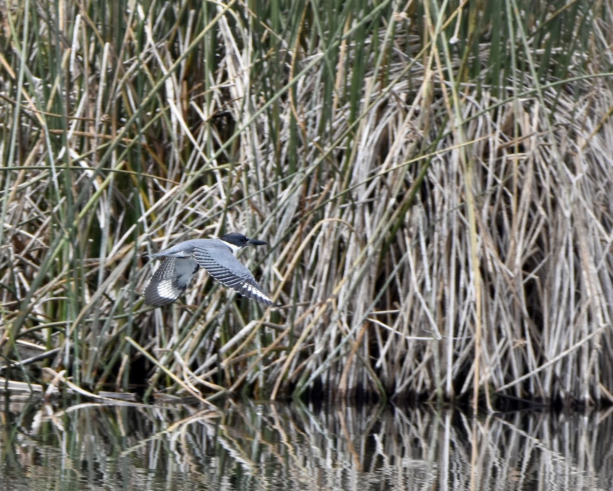 Martin-pêcheur d'Amérique - ML609468993