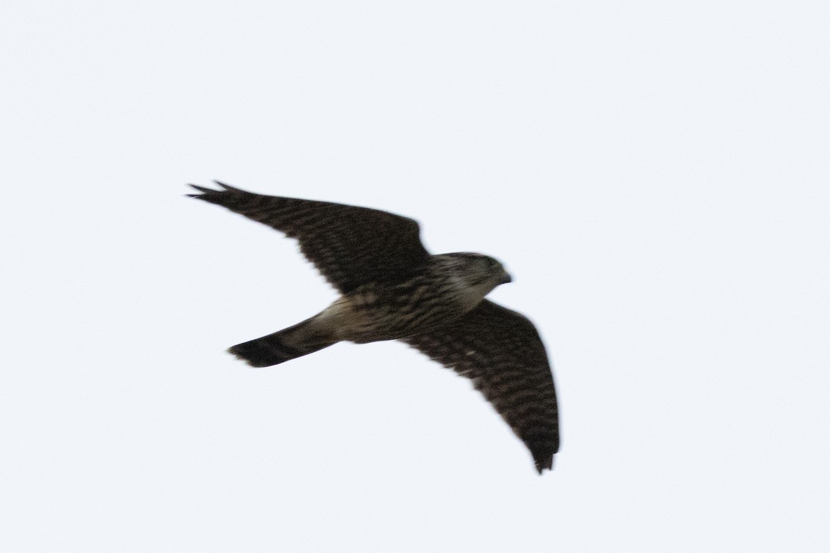 Merlin (Taiga) - ML609469070