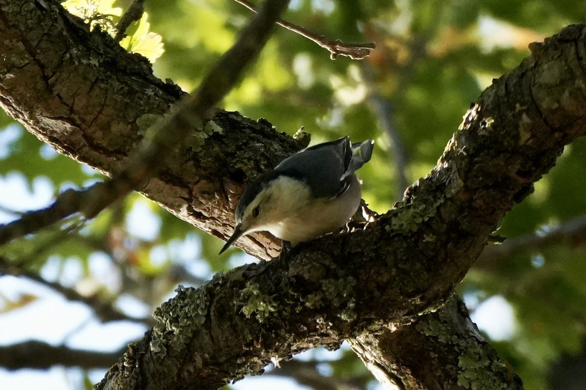 White-breasted Nuthatch - ML609469092