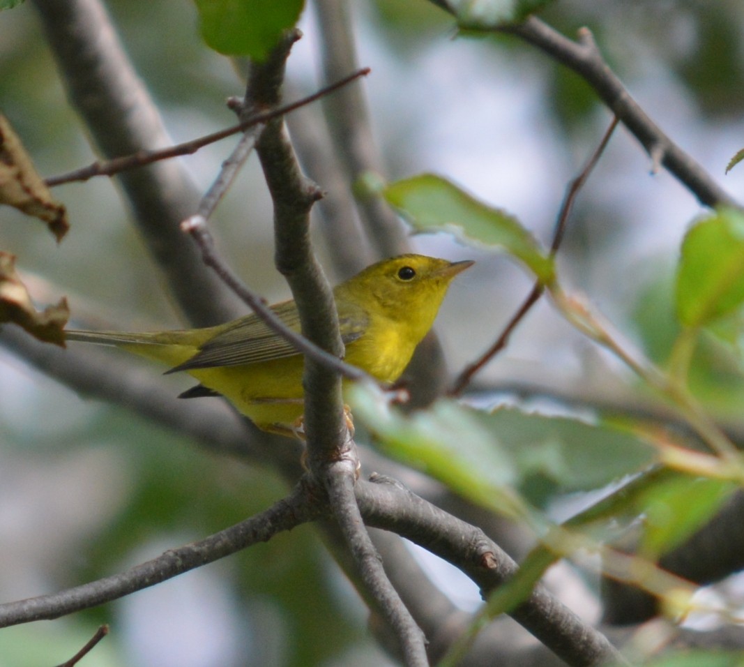 Yellow Warbler (Northern) - ML609469302