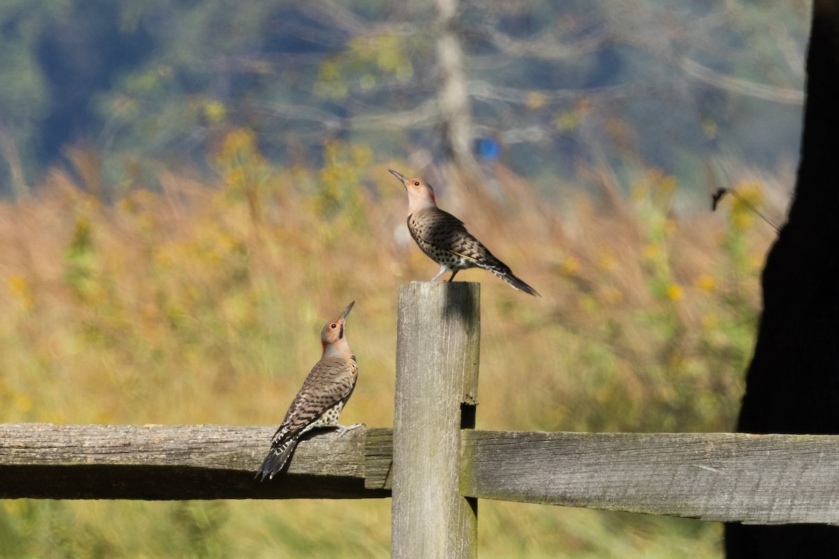 Northern Flicker - ML609469311