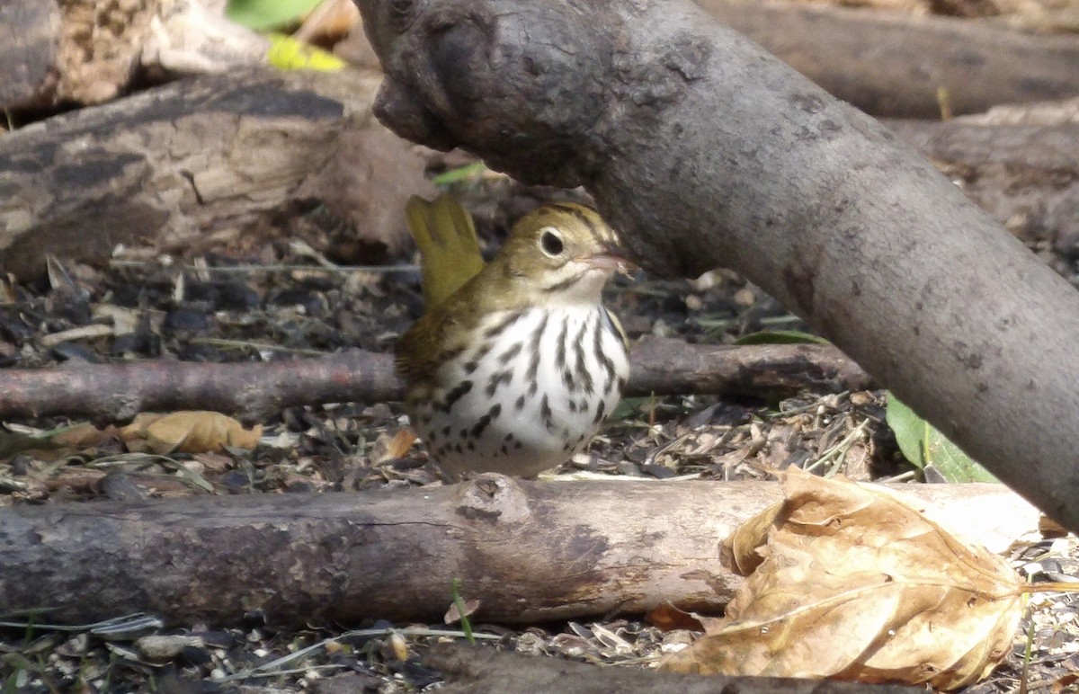 Ovenbird - Kathy Rickey