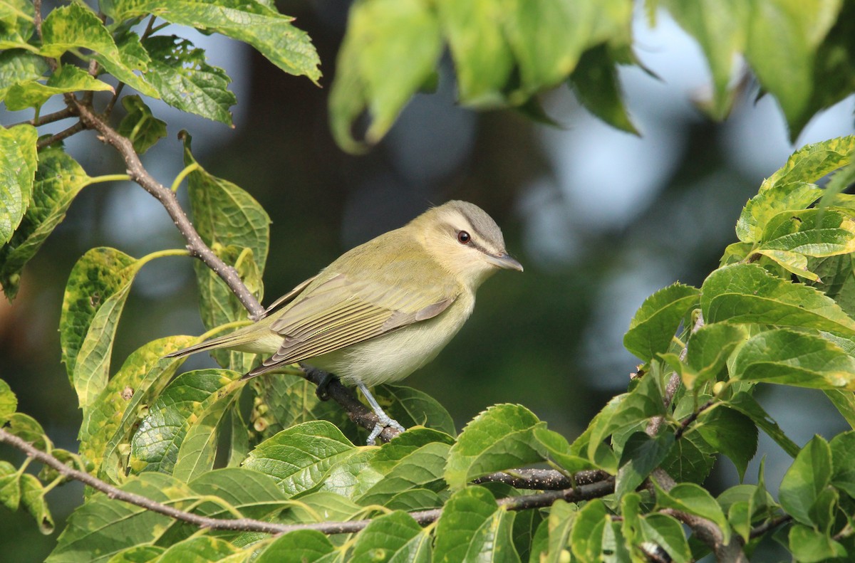 rødøyevireo - ML609469413