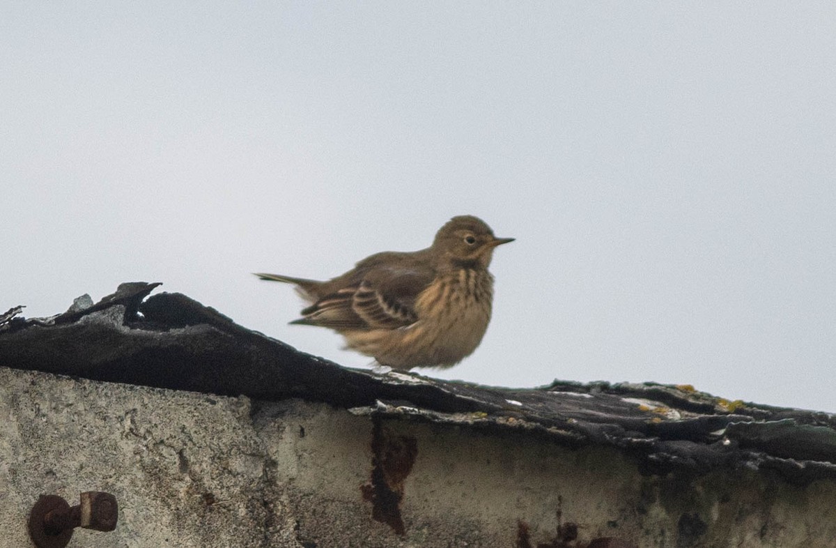 American Pipit (rubescens Group) - ML609469500
