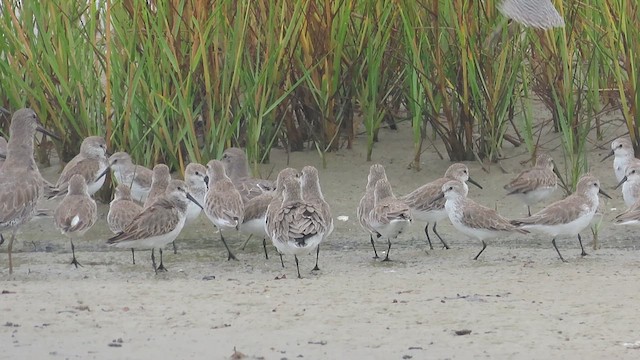 Bergstrandläufer - ML609469551