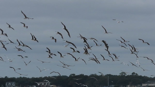 Black Skimmer - ML609469642