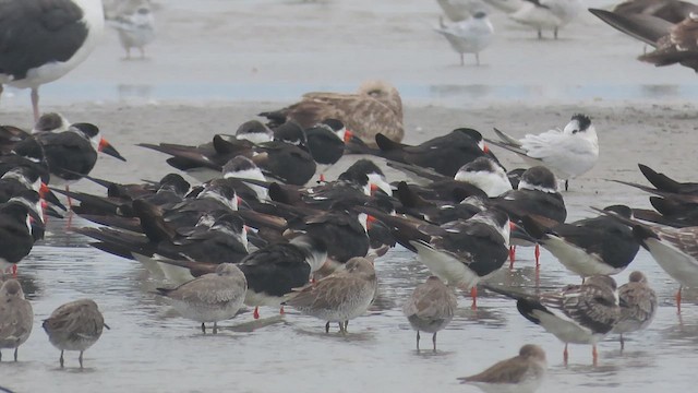 Black Skimmer - ML609469649