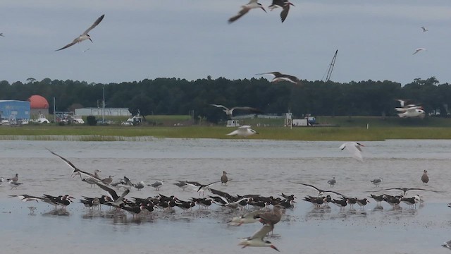 Black Skimmer - ML609469653