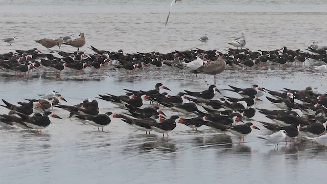 Black Skimmer - ML609469654