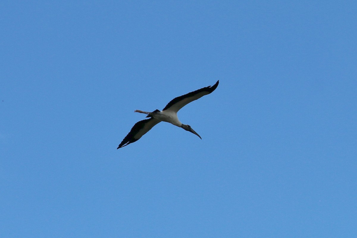 Wood Stork - ML609469659