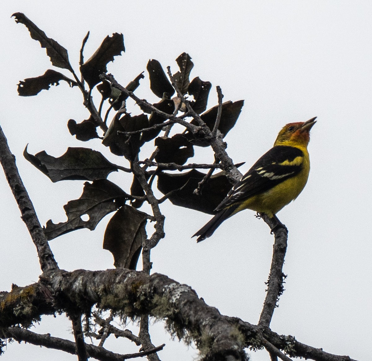 Western Tanager - Lynn    <')))< Salmon