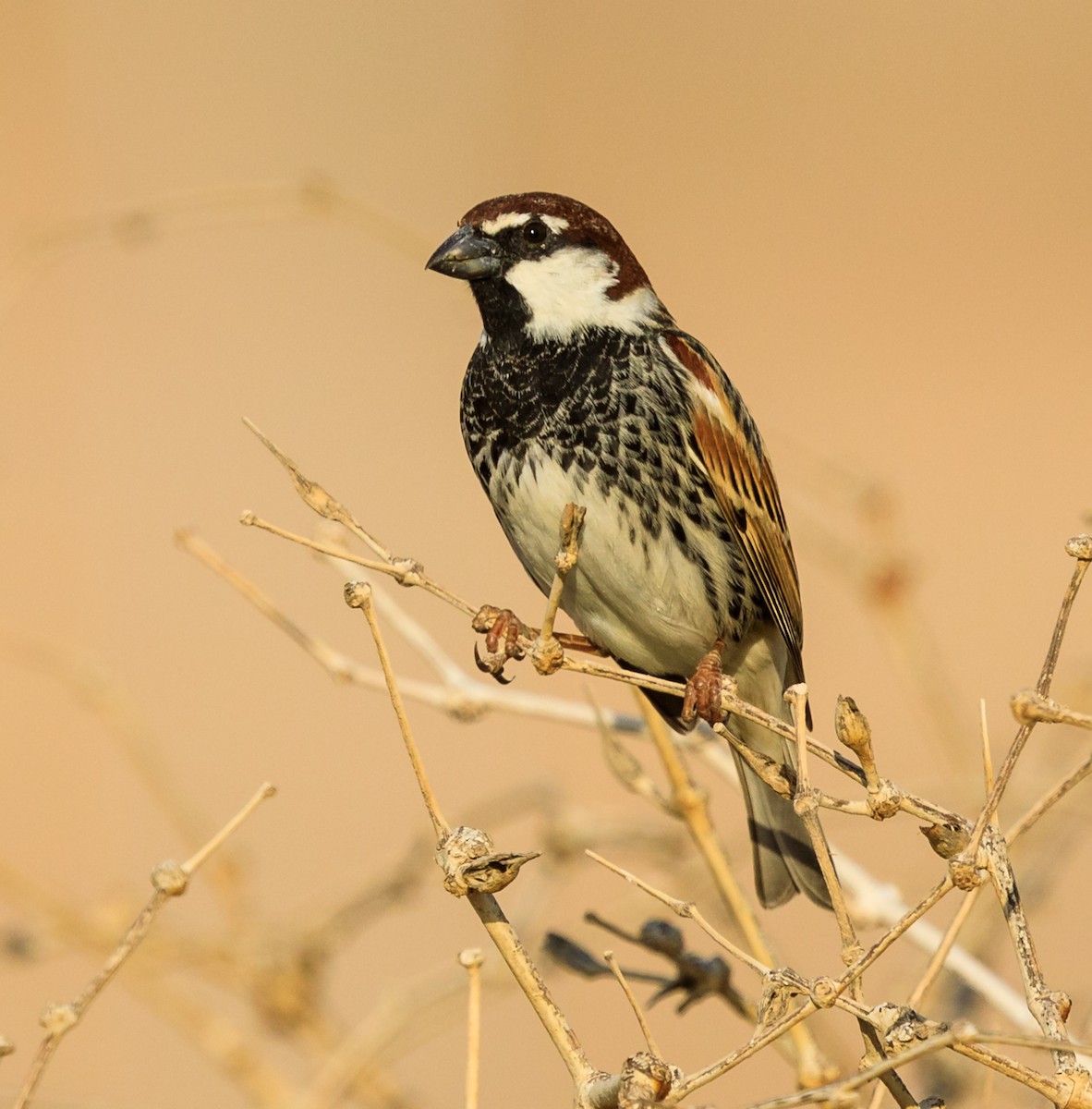 Spanish Sparrow - ML609469709