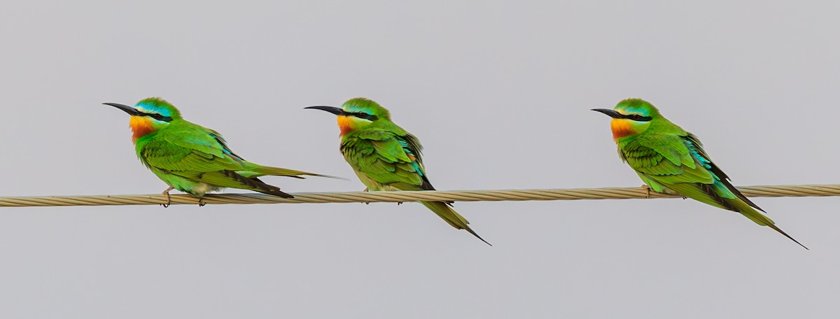 Blue-cheeked Bee-eater - ML609469721