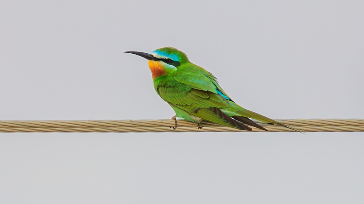 Blue-cheeked Bee-eater - ML609469722
