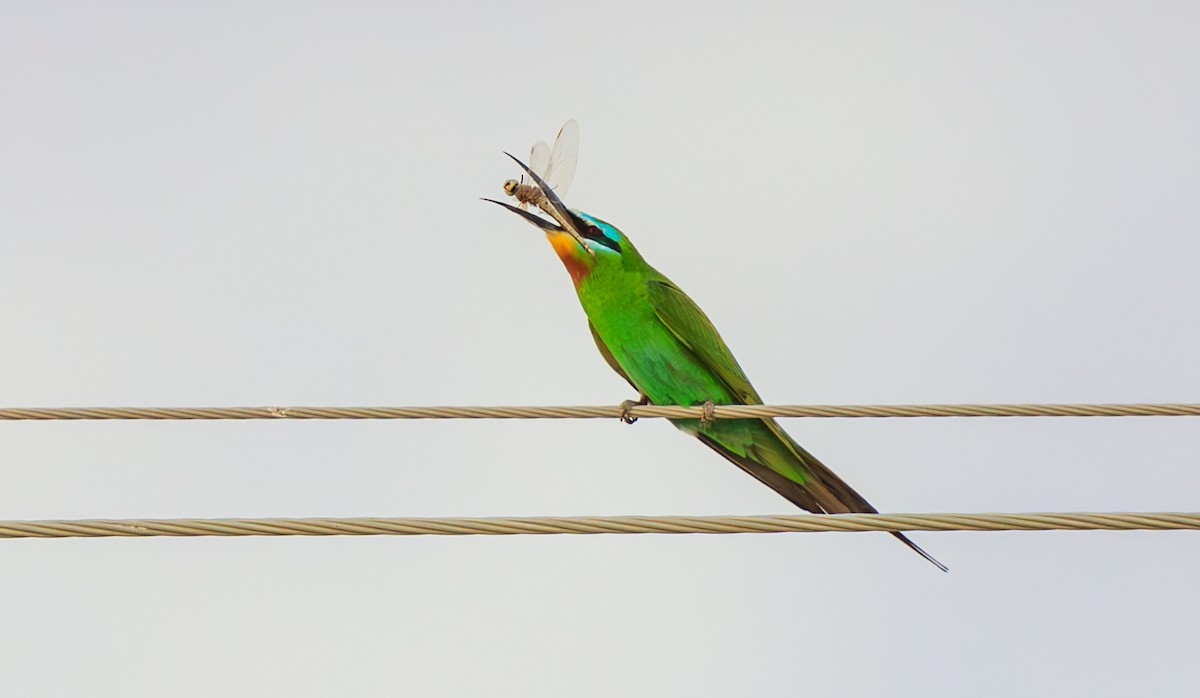 Blue-cheeked Bee-eater - ML609469723