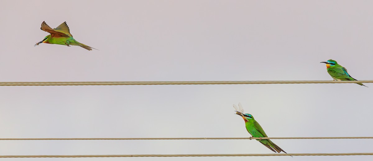 Blue-cheeked Bee-eater - ML609469724