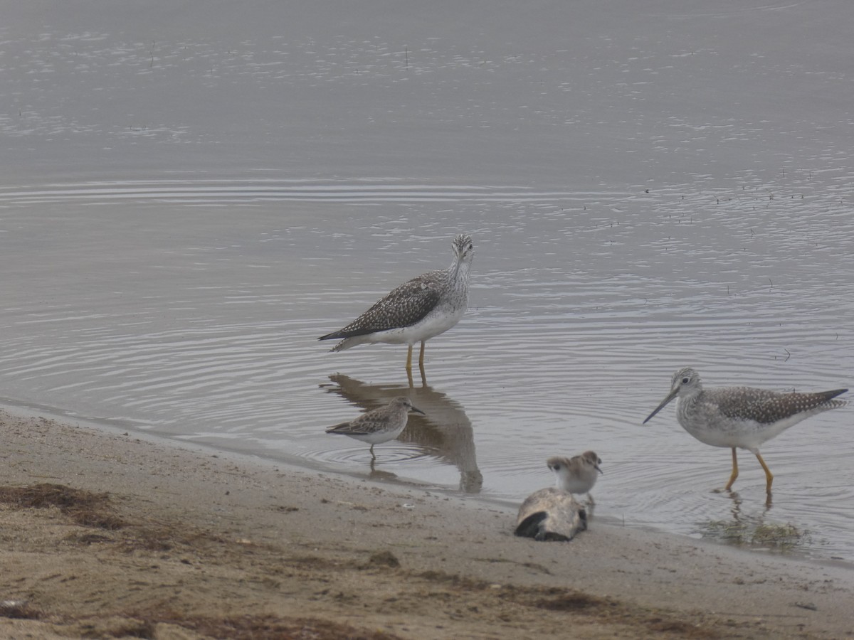 Greater Yellowlegs - Matt Crisler