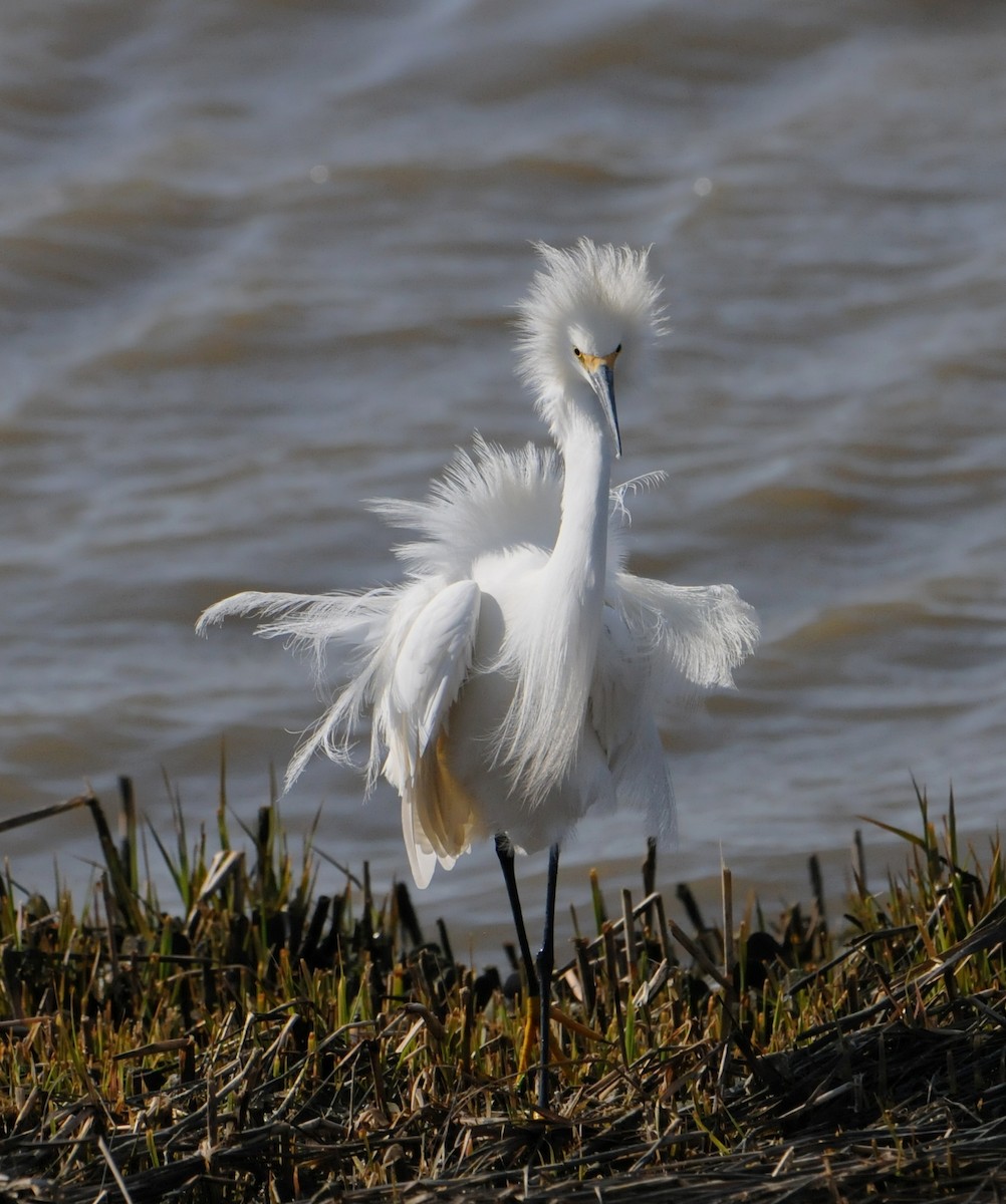Snowy Egret - marvin hyett