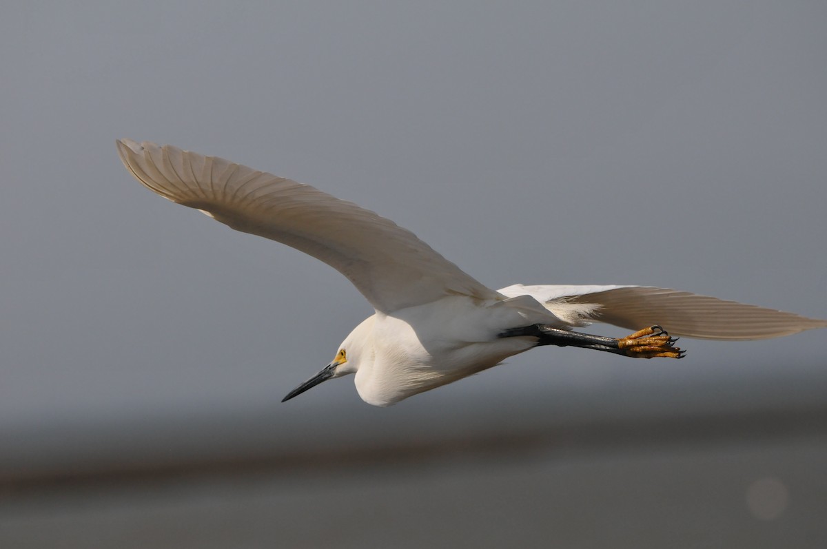 Snowy Egret - ML609469783