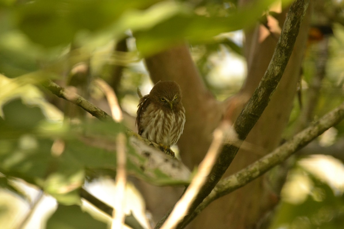 Ferruginous Pygmy-Owl - ML609469824