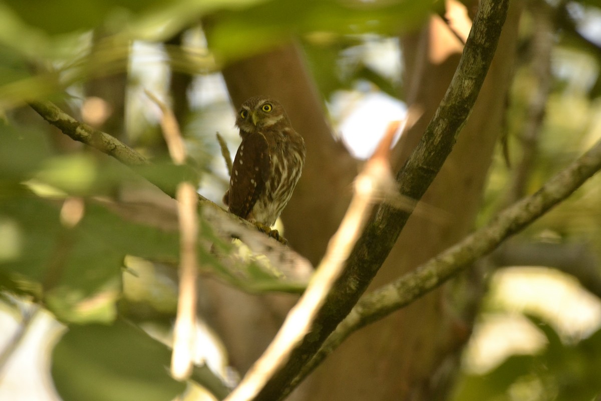 Ferruginous Pygmy-Owl - ML609469825