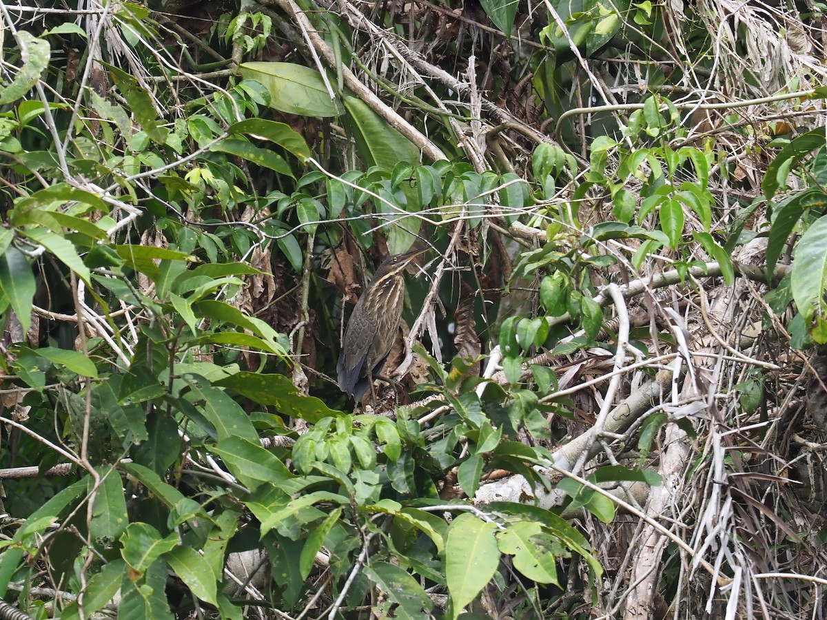 Black Bittern - André Weiss