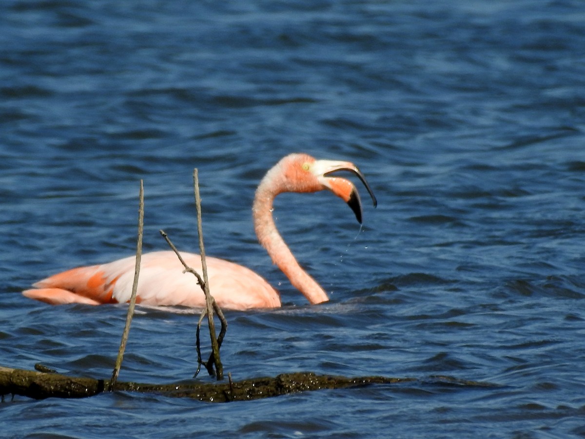 American Flamingo - Keith Brink