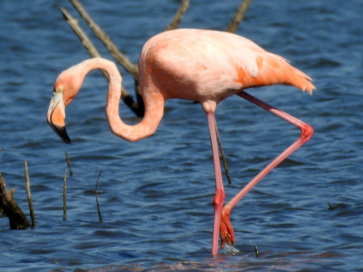 American Flamingo - ML609470037